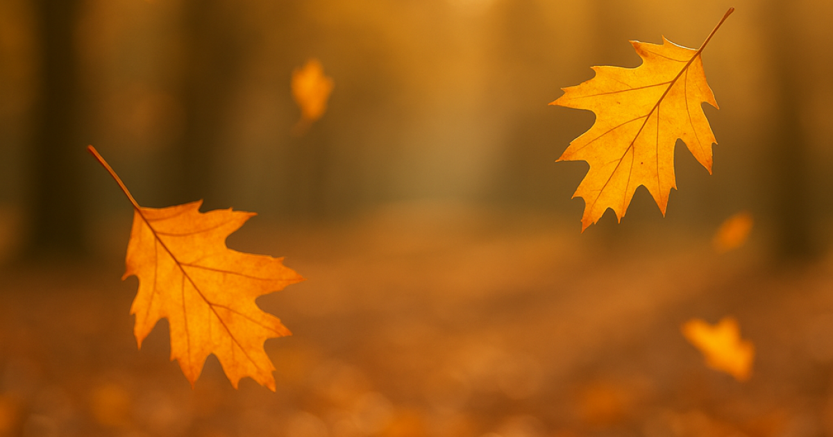 Golden autumn leaves gently falling in sunlight, symbolizing the changing seasons of life and God’s purpose in every stage.